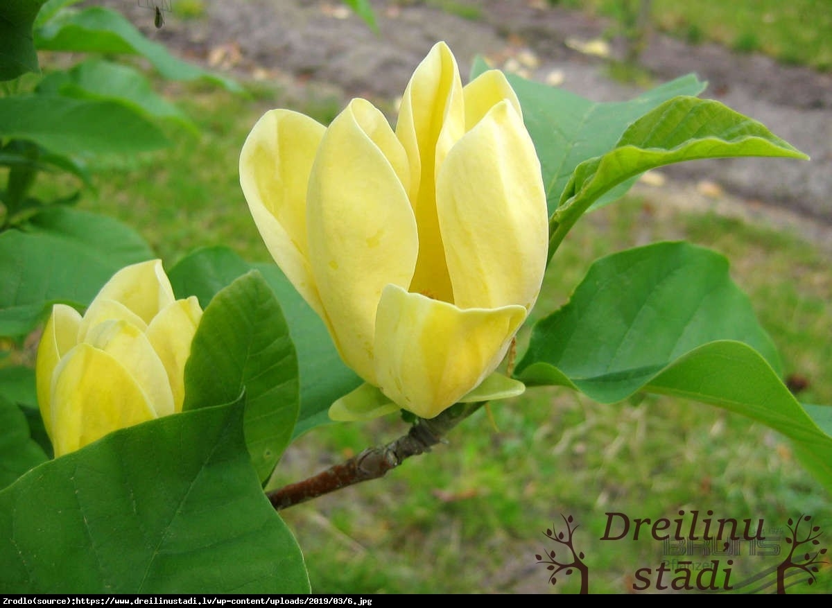 magnolia brooklińska  Yellow Bird  - Magnolia brooklynensis  Yellow Bird 