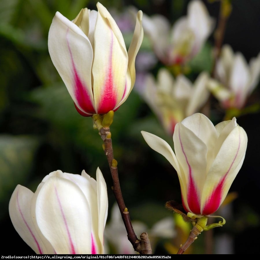 Magnolia soulangeana SUNRISE - Magnolia soulangeana SUNRISE