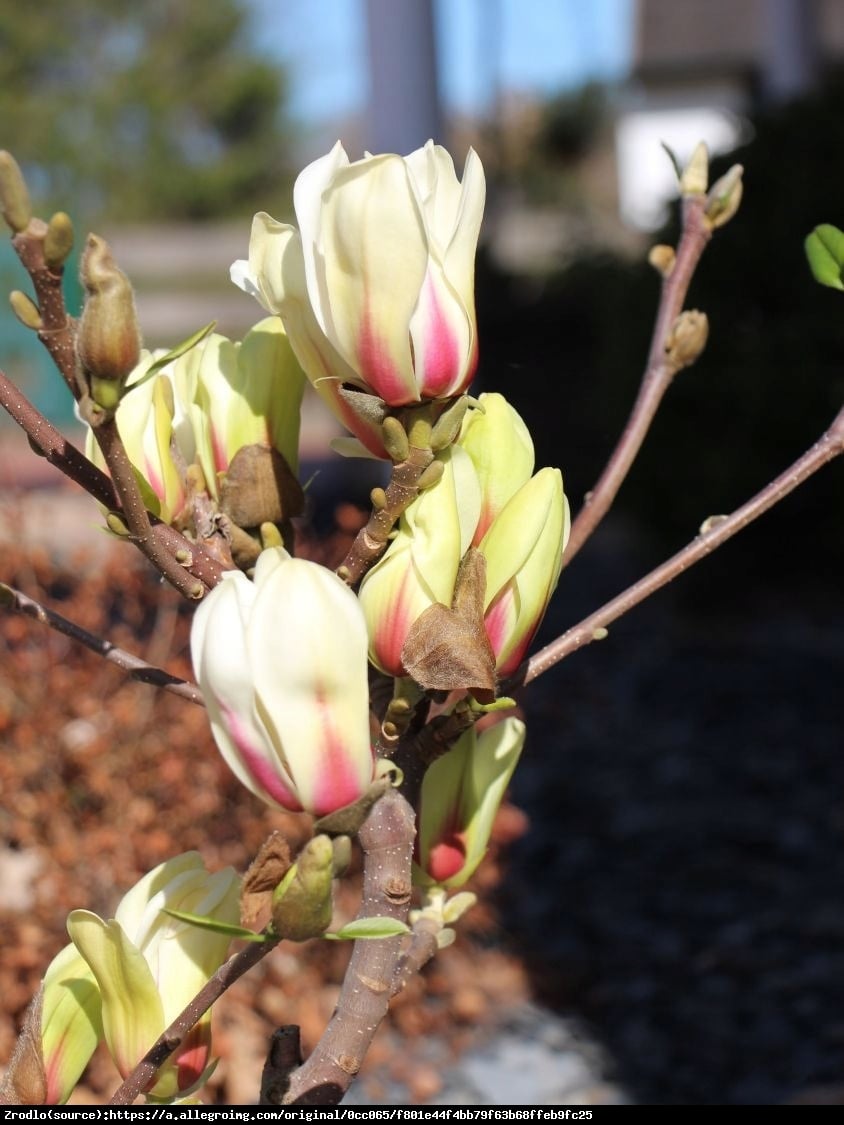 Magnolia soulangeana SUNRISE - Magnolia soulangeana SUNRISE