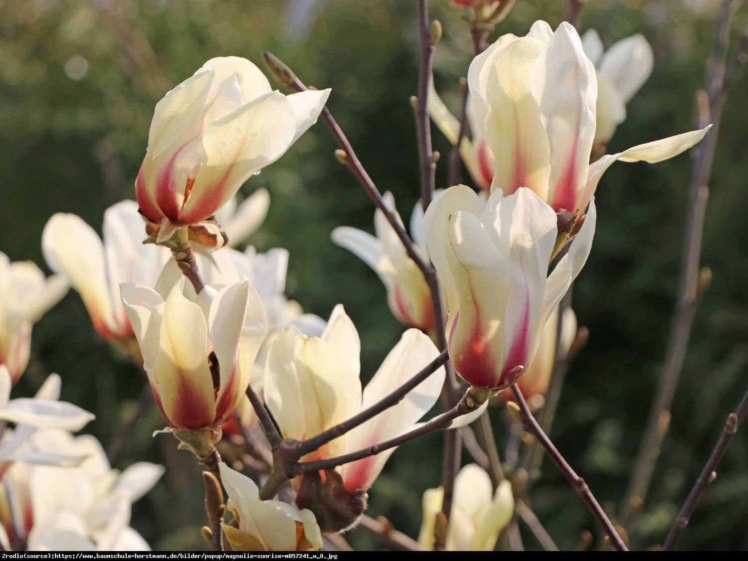 Magnolia soulangeana SUNRISE - Magnolia soulangeana SUNRISE