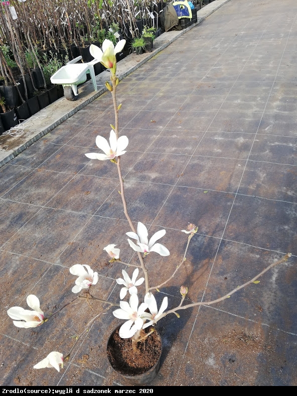 Magnolia soulangeana SUNRISE - Magnolia soulangeana SUNRISE