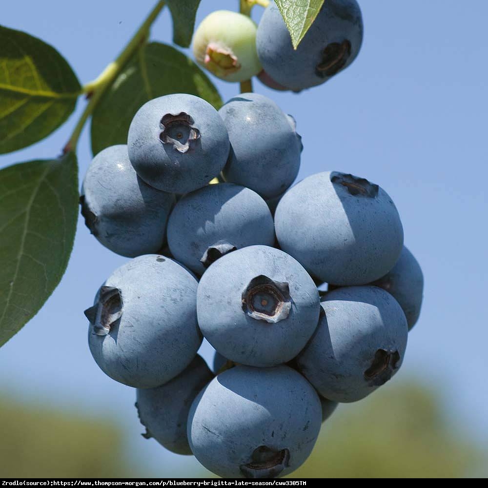 Borówka amerykańska Brygitta 3 letnia - Vaccinium corymbosum