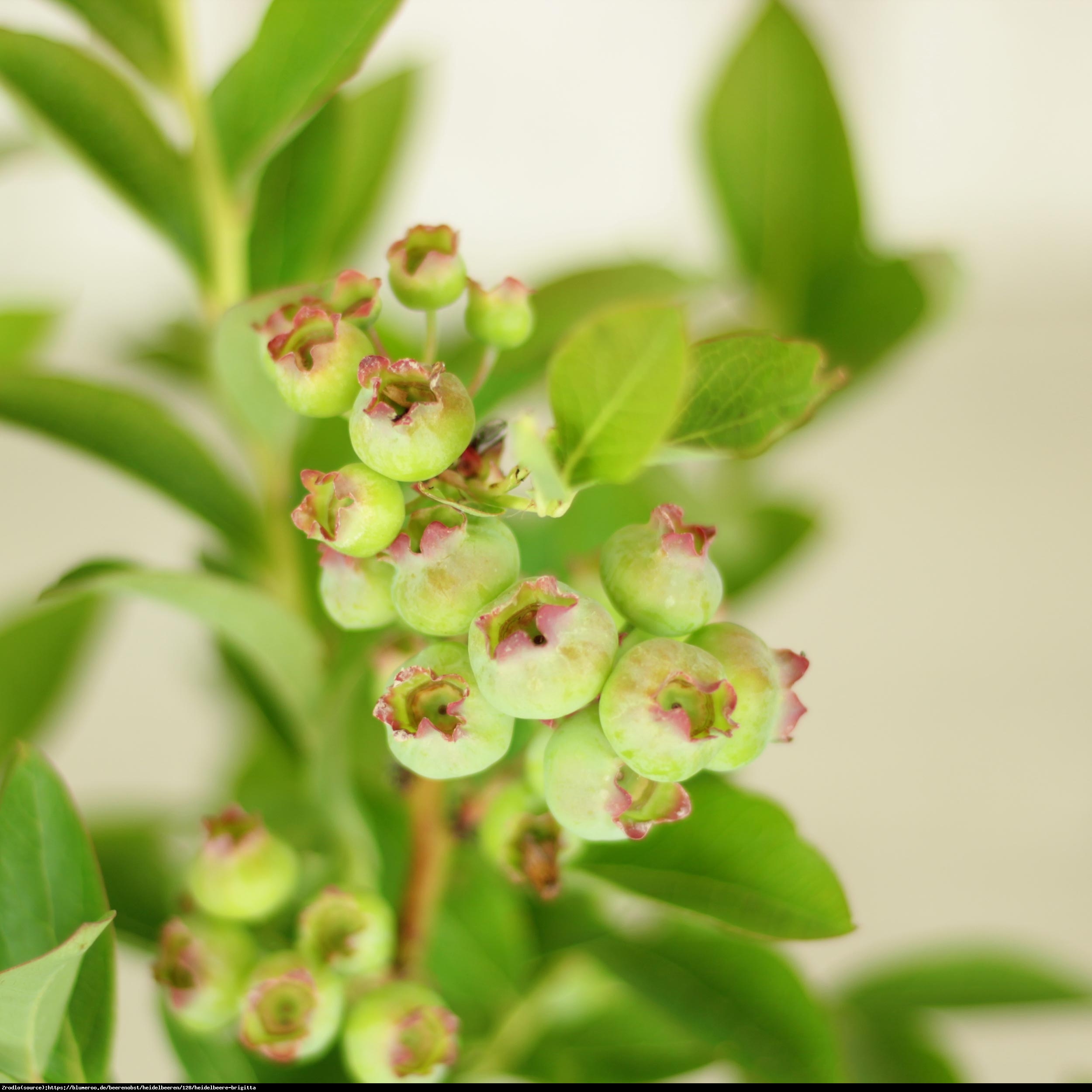 Borówka amerykańska Brygitta 3 letnia - Vaccinium corymbosum