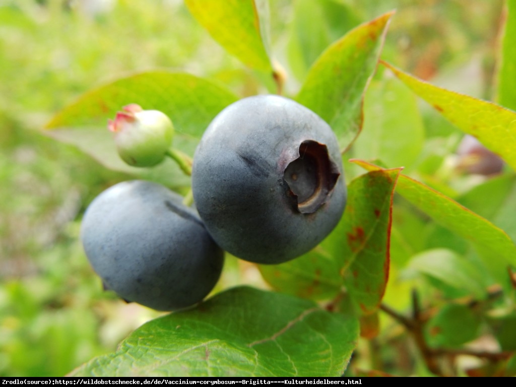 Borówka amerykańska Brygitta 3 letnia - Vaccinium corymbosum