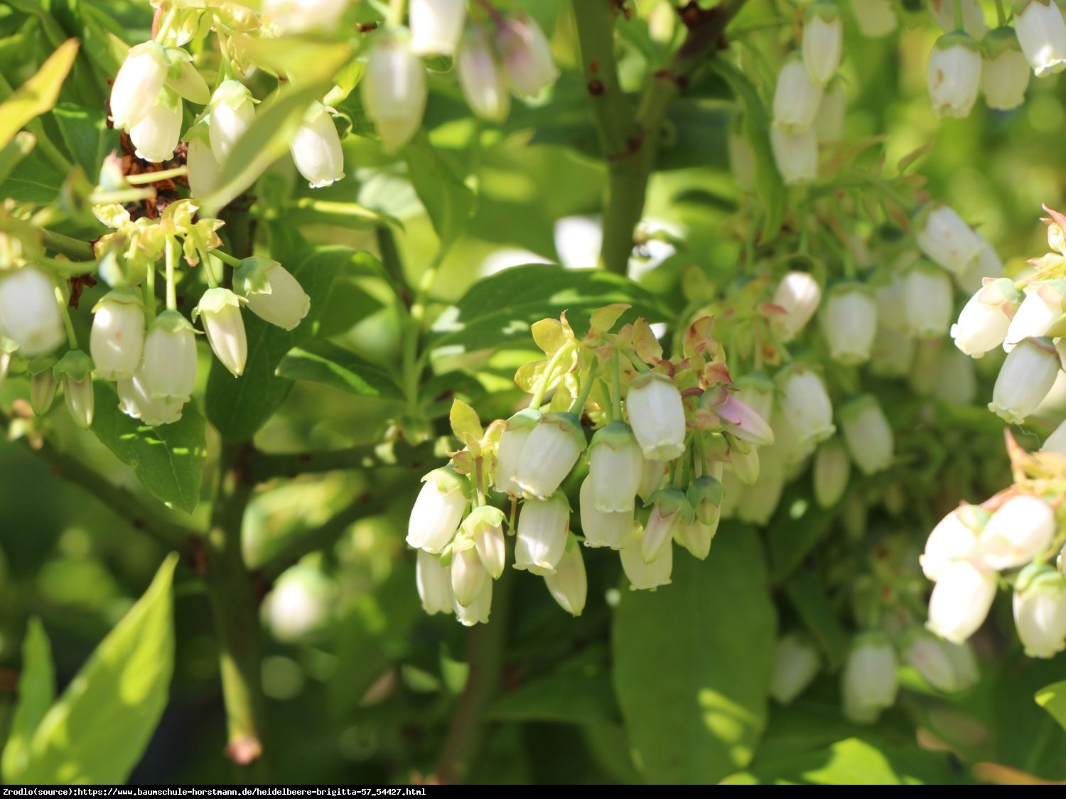 Borówka amerykańska Brygitta 3 letnia - Vaccinium corymbosum