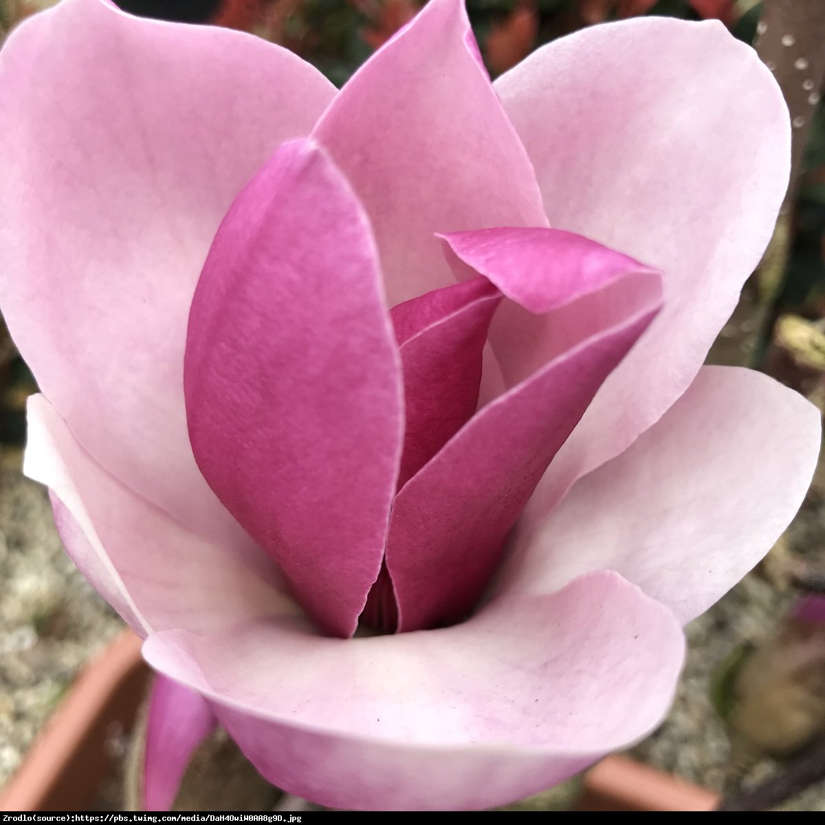 magnolia  Satisfaction  - Magnolia soulangeana  Satisfaction 