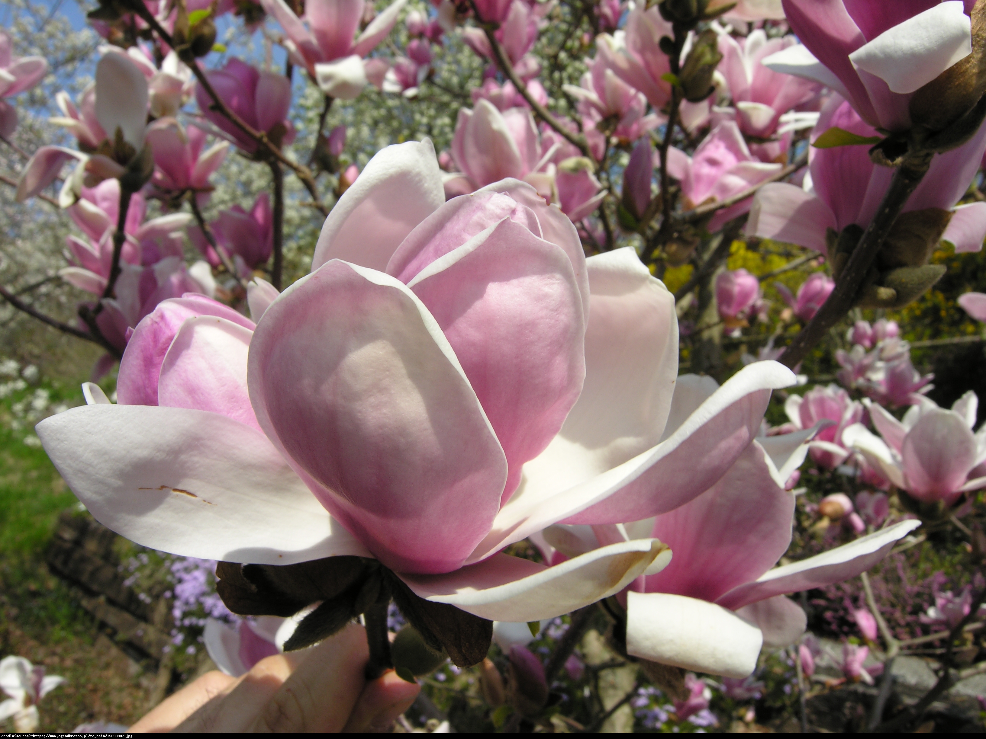 magnolia  Satisfaction  - Magnolia soulangeana  Satisfaction 