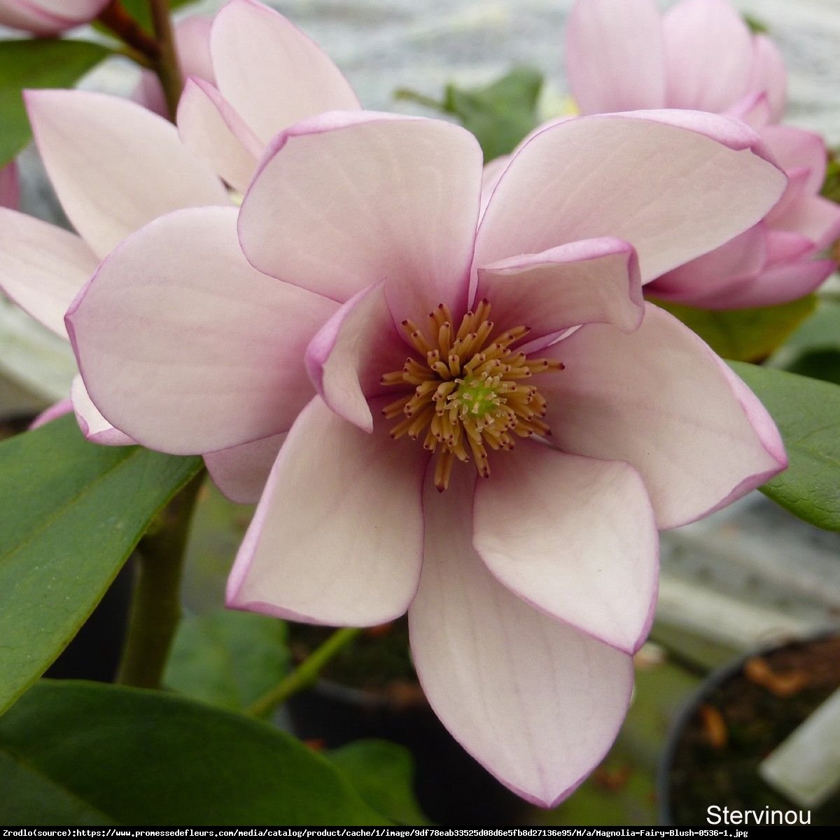 Magnolia Fairy Blush - UNIKAT, ZIMOZIELONA - Magnolia Fairy Blush