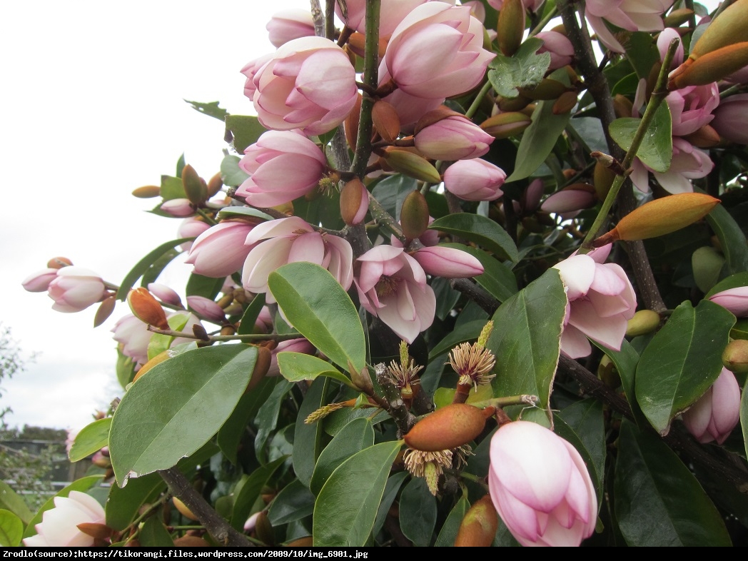 Magnolia Fairy Blush - UNIKAT, ZIMOZIELONA - Magnolia Fairy Blush