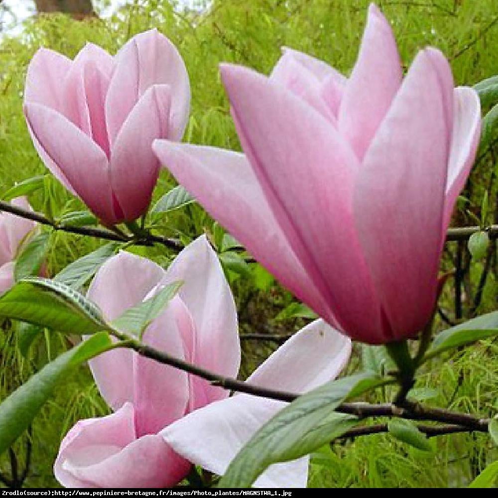 Magnolia Fairy Blush - UNIKAT, ZIMOZIELONA - Magnolia Fairy Blush