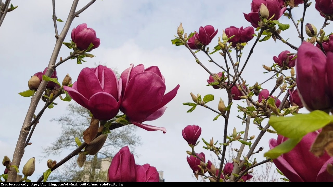 magnolia  Genie  - Magnolia soulangeana  Genie 