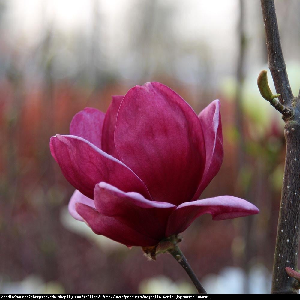 magnolia  Genie  - Magnolia soulangeana  Genie 