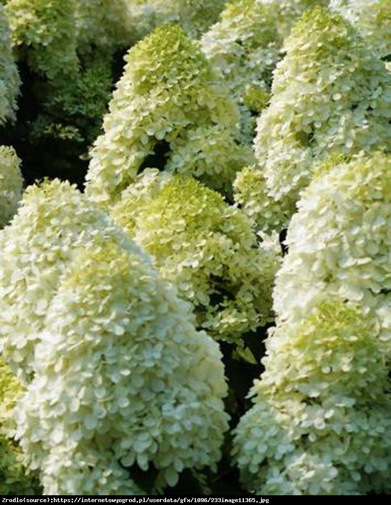 Hortensja bukietowa Diamantino - Hydrangea paniculata Diamantino