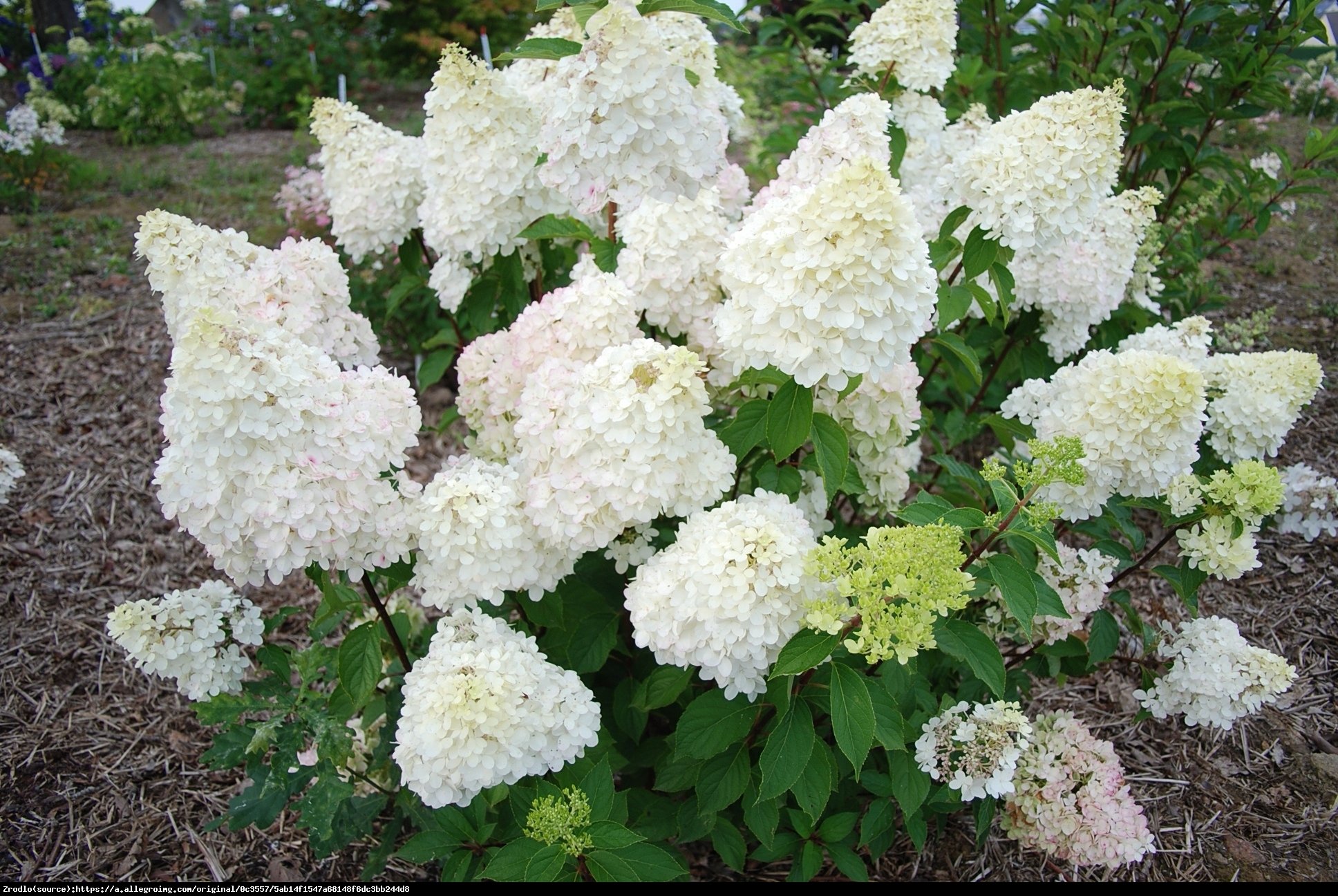 Hortensja bukietowa Diamantino - Hydrangea paniculata Diamantino