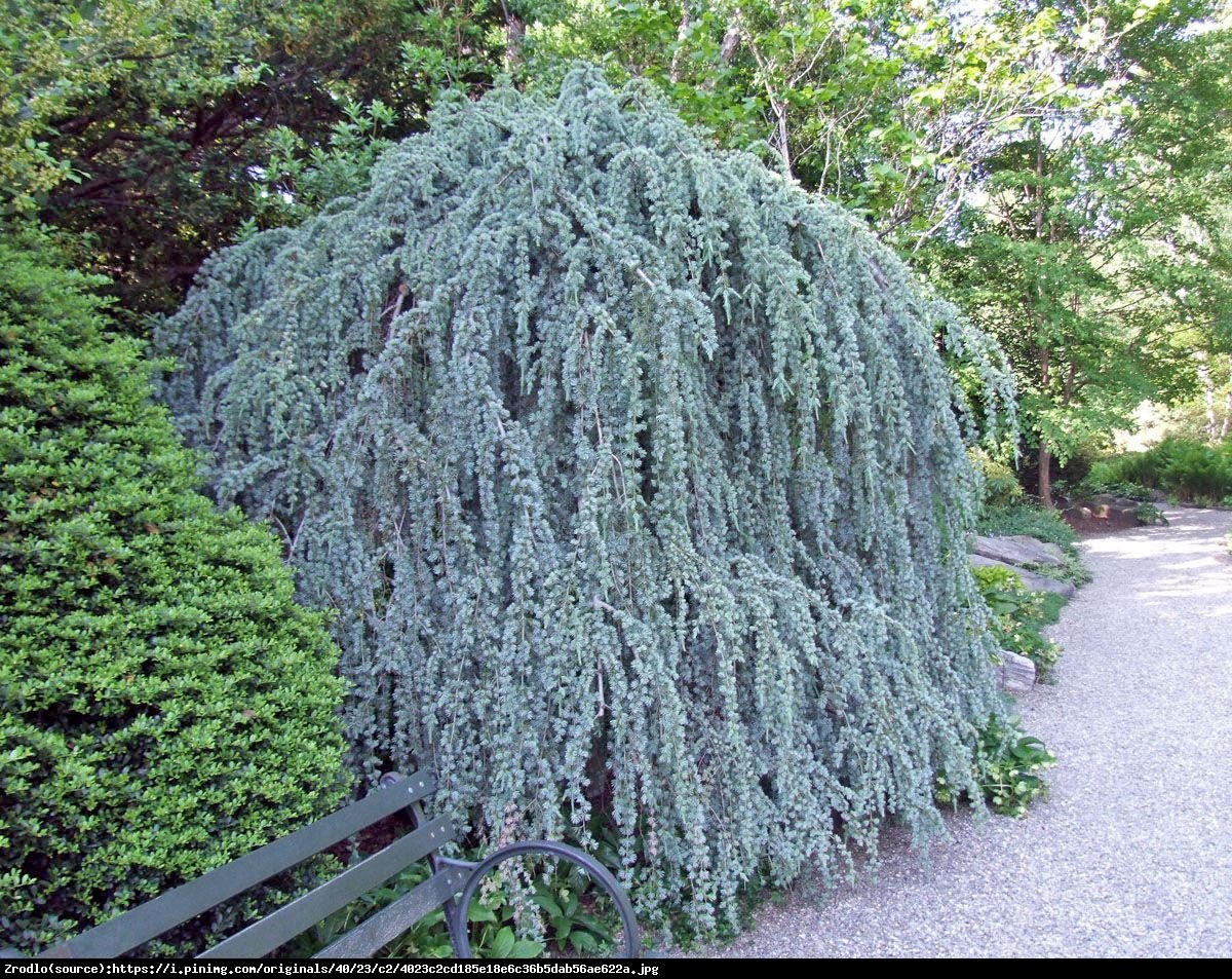 Cedr libański  Glauca Pendula  - Cedrus libani  Glauca Pendula 