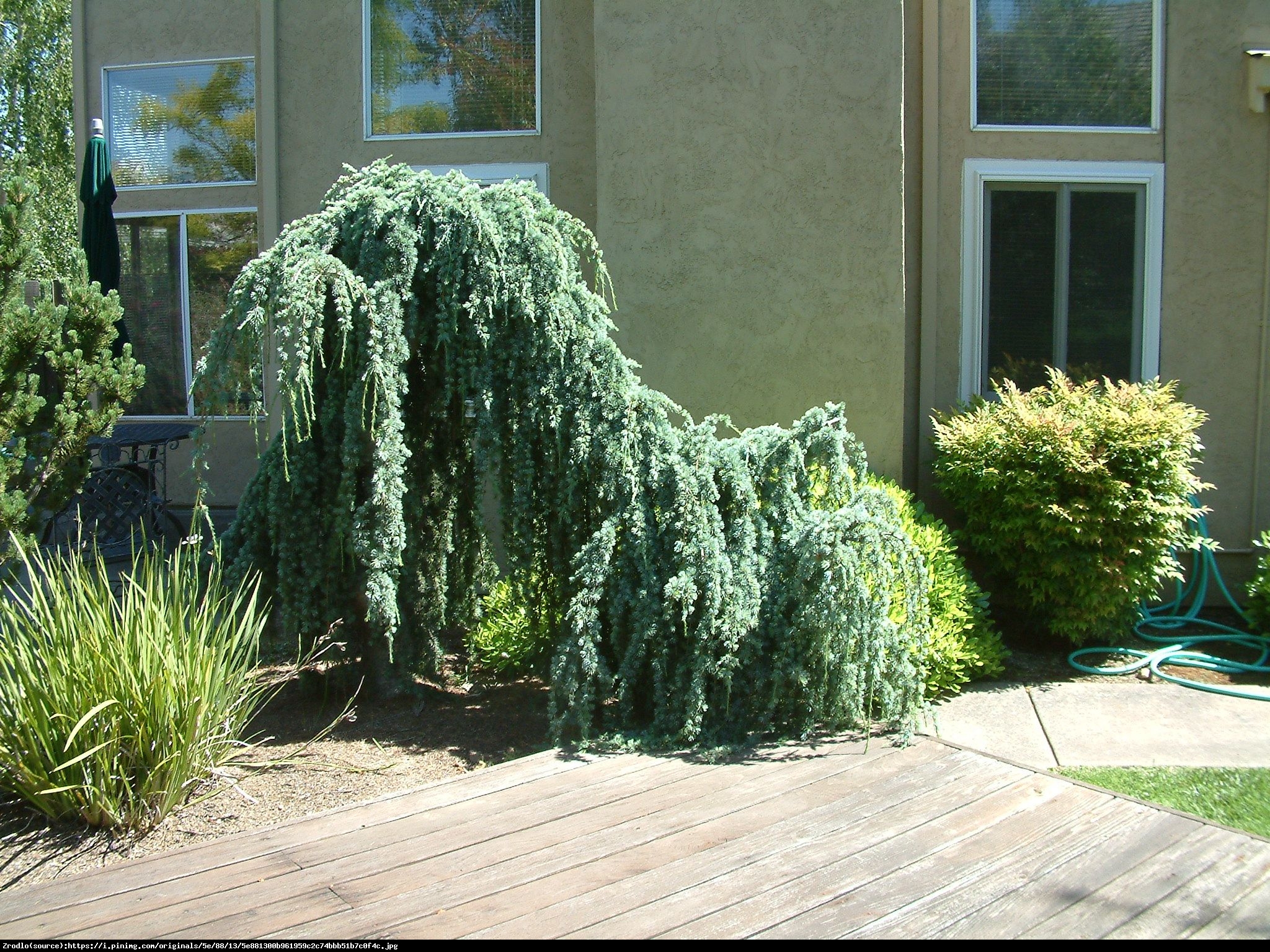 Cedr libański  Glauca Pendula  - Cedrus libani  Glauca Pendula 