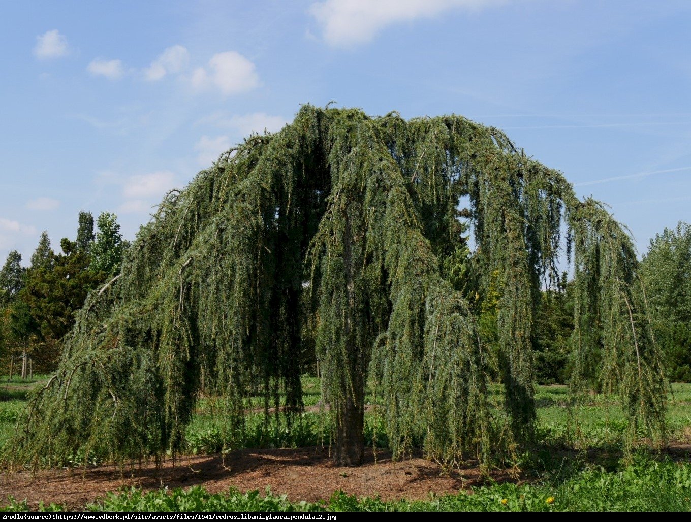 Cedr libański  Glauca Pendula  - Cedrus libani  Glauca Pendula 