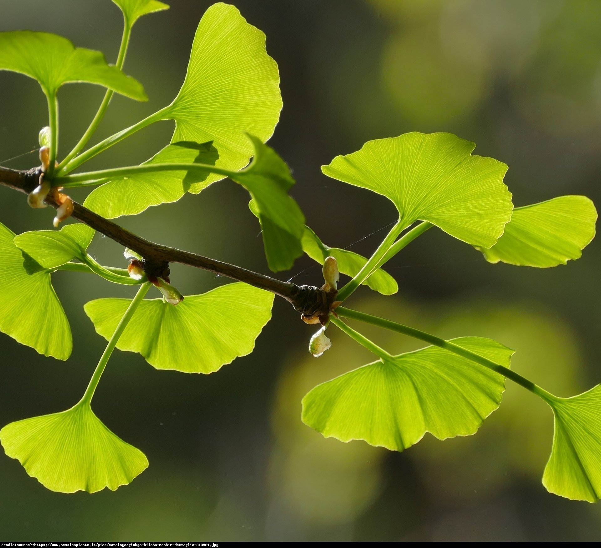 miłorząb dwuklapowy  Menhir  - Ginkgo biloba  Menhir