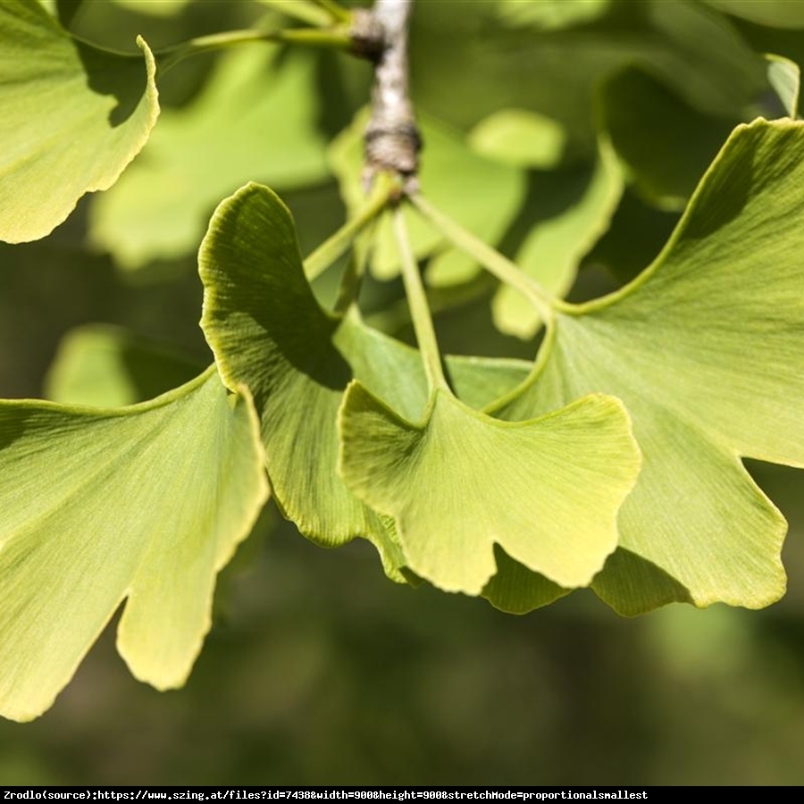 miłorząb dwuklapowy  Menhir  - Ginkgo biloba  Menhir