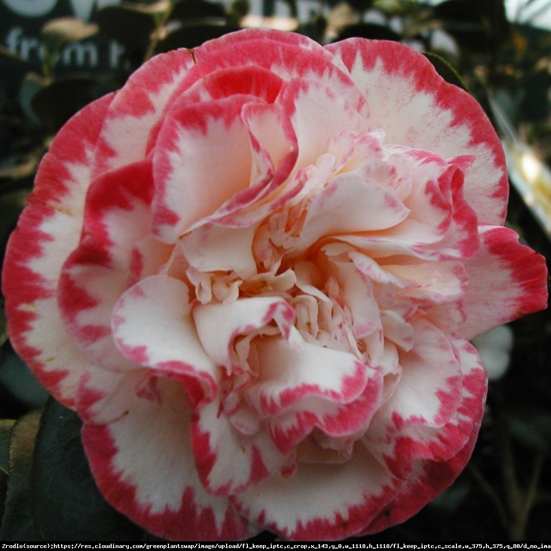 Kamelia japońska  Margaret Davis - Camellia japonica  Margaret Davis