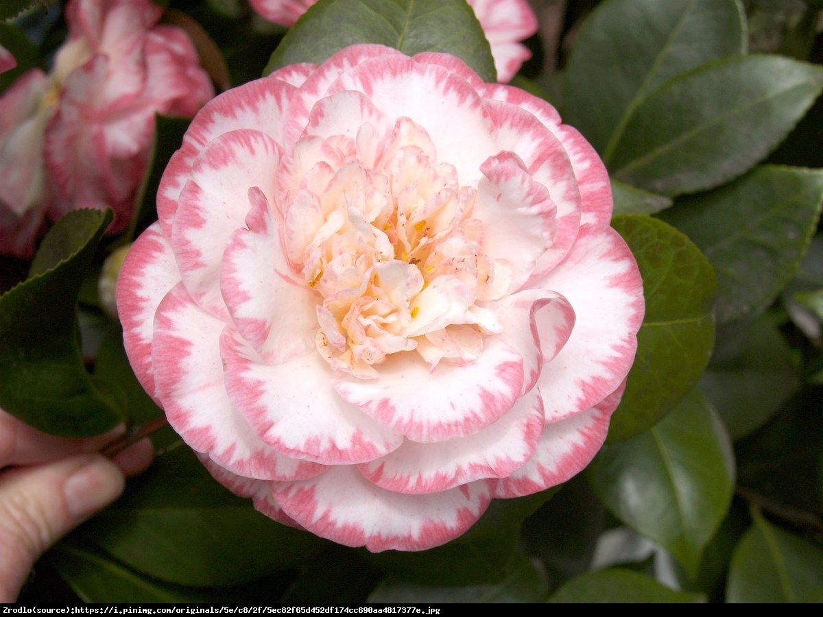 Kamelia japońska  Margaret Davis - Camellia japonica  Margaret Davis