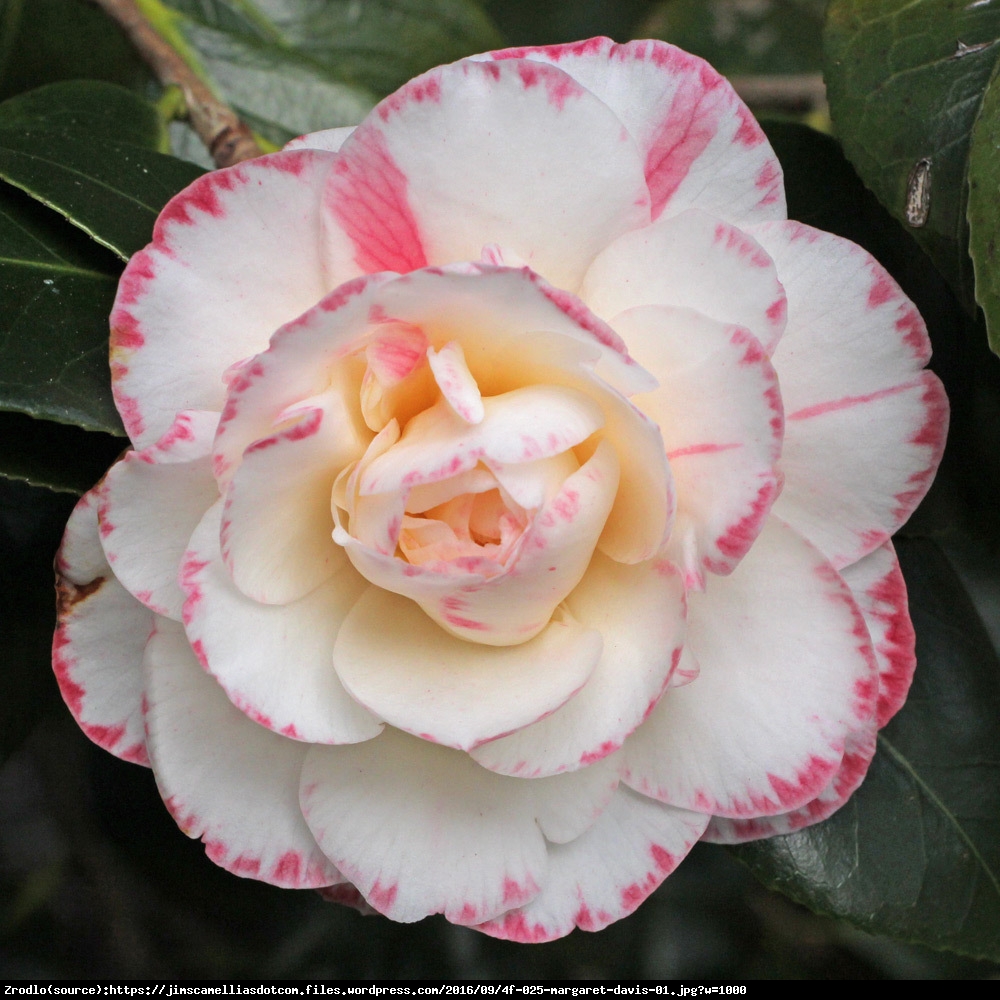 Kamelia japońska  Margaret Davis - Camellia japonica  Margaret Davis