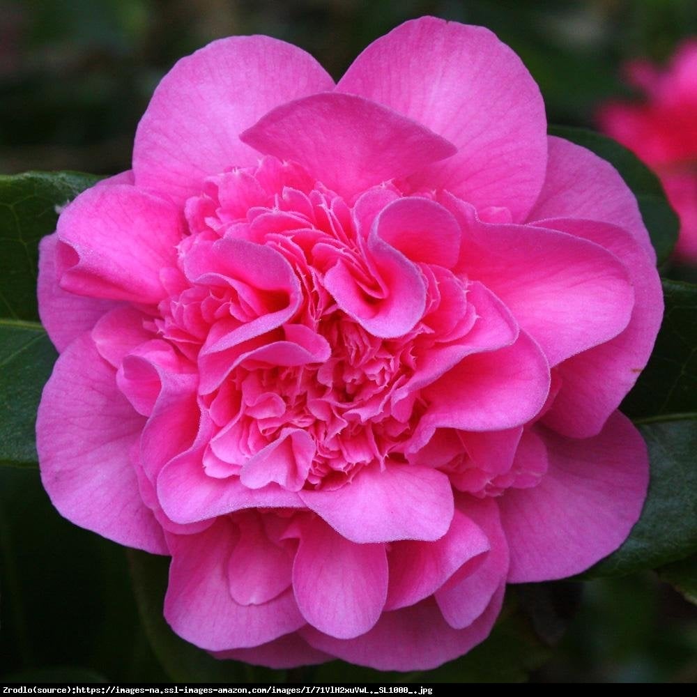 Kamelia Debbie - Camellia williamsii  Debbie