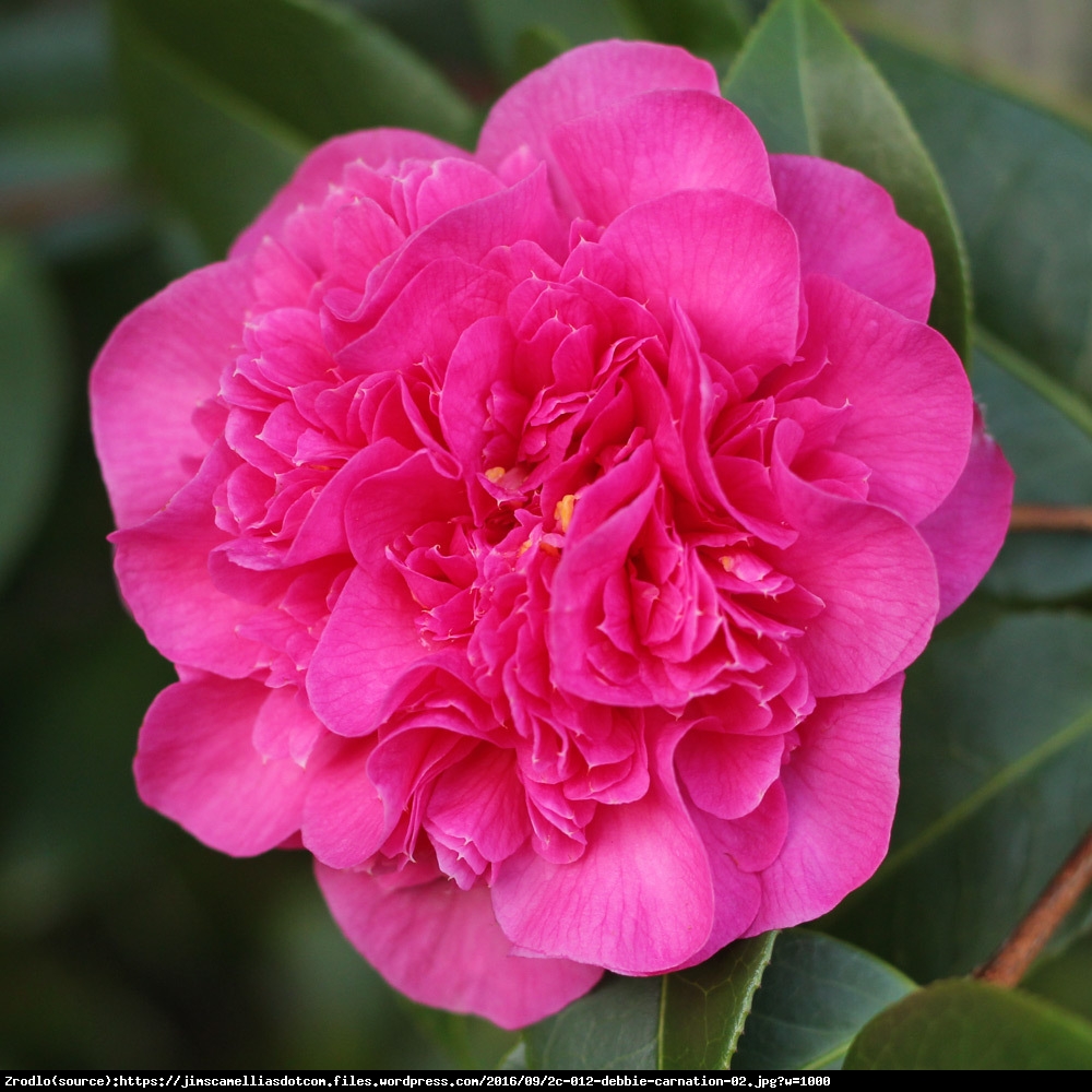 Kamelia Debbie - Camellia williamsii  Debbie