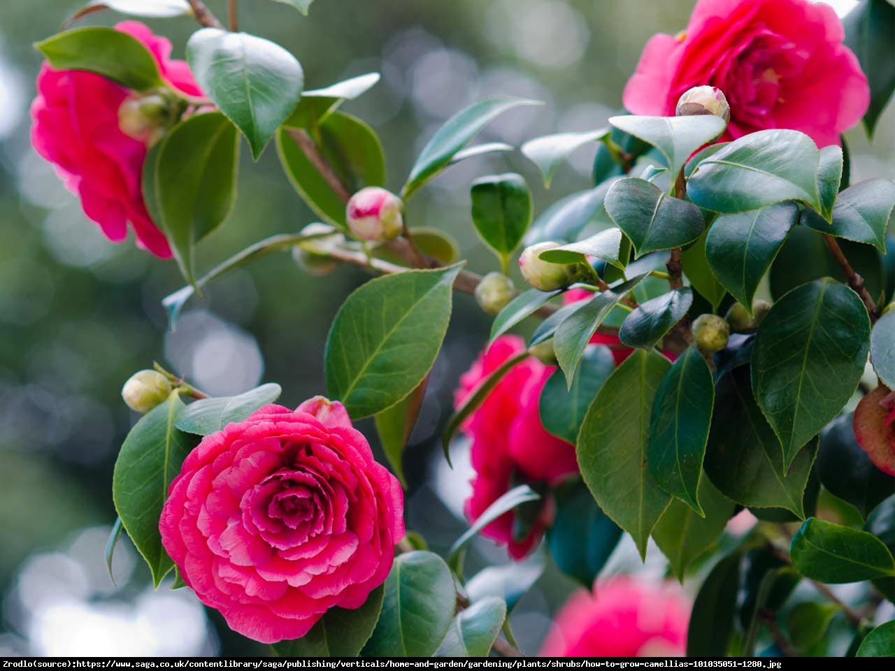 Kamelia Debbie - Camellia williamsii  Debbie