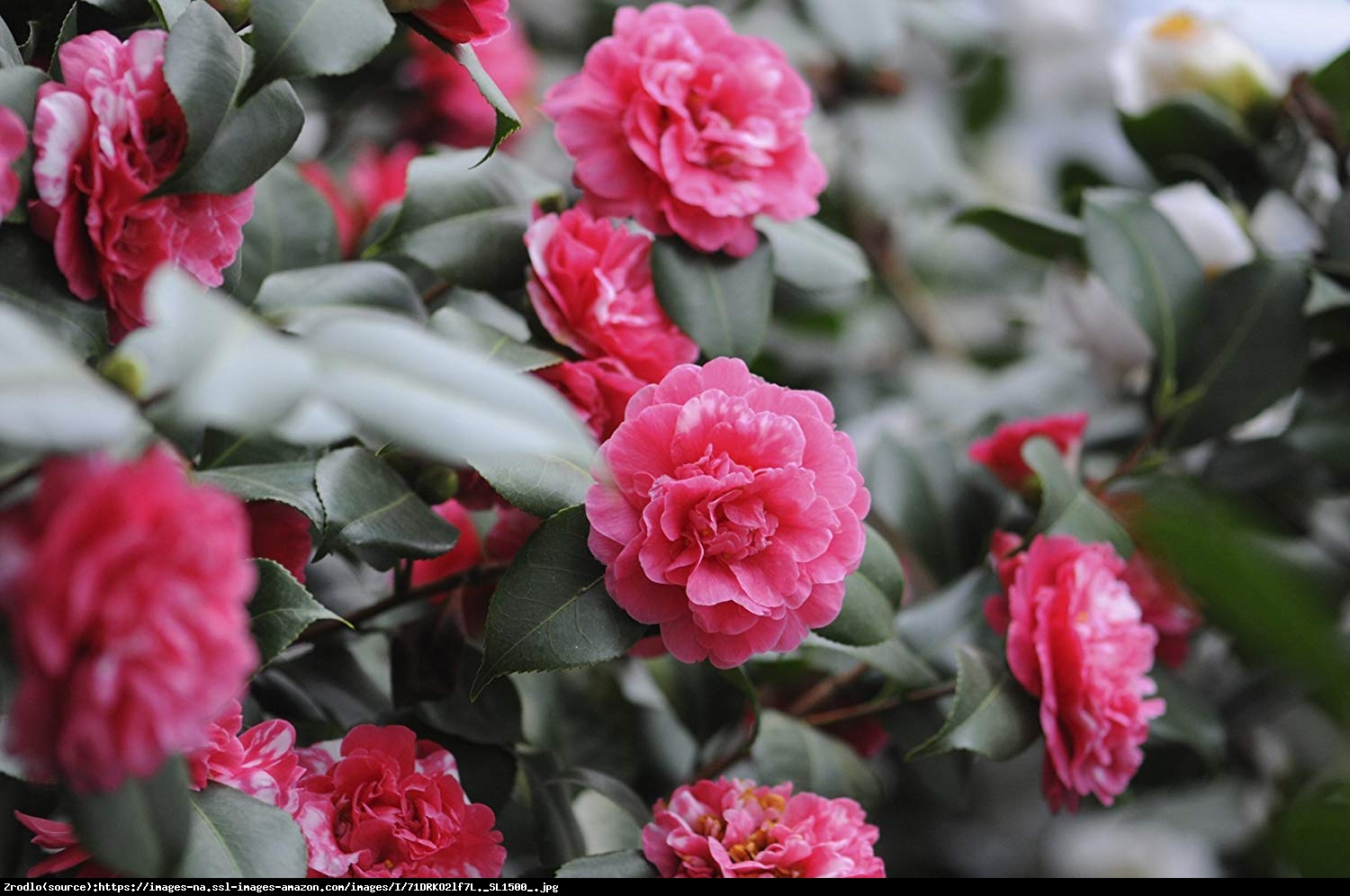 Kamelia Debbie - Camellia williamsii  Debbie