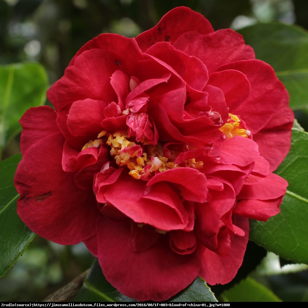 kamelia japońska  Blood of China  - Camellia japonica  Blood of China 