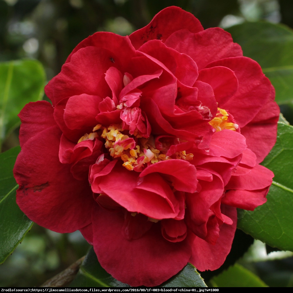 kamelia japońska  Blood of China  - Camellia japonica  Blood of China 