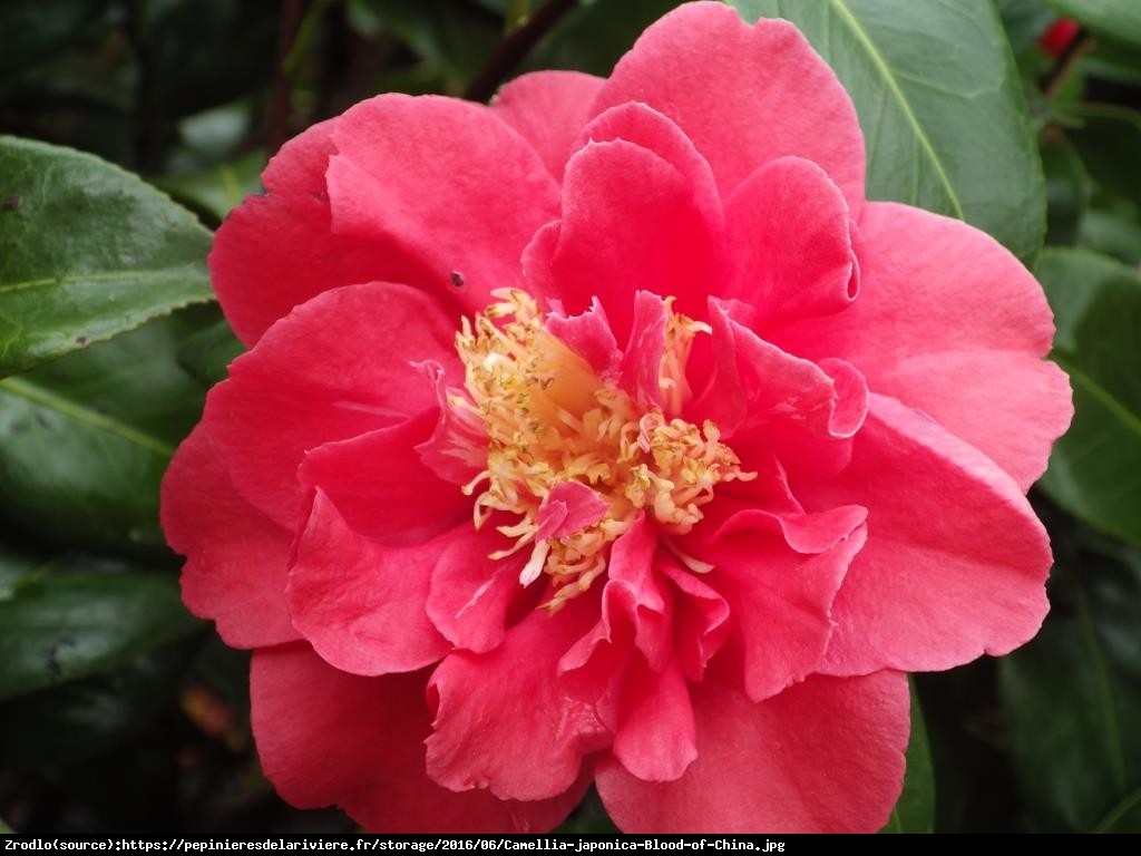 kamelia japońska  Blood of China  - Camellia japonica  Blood of China 