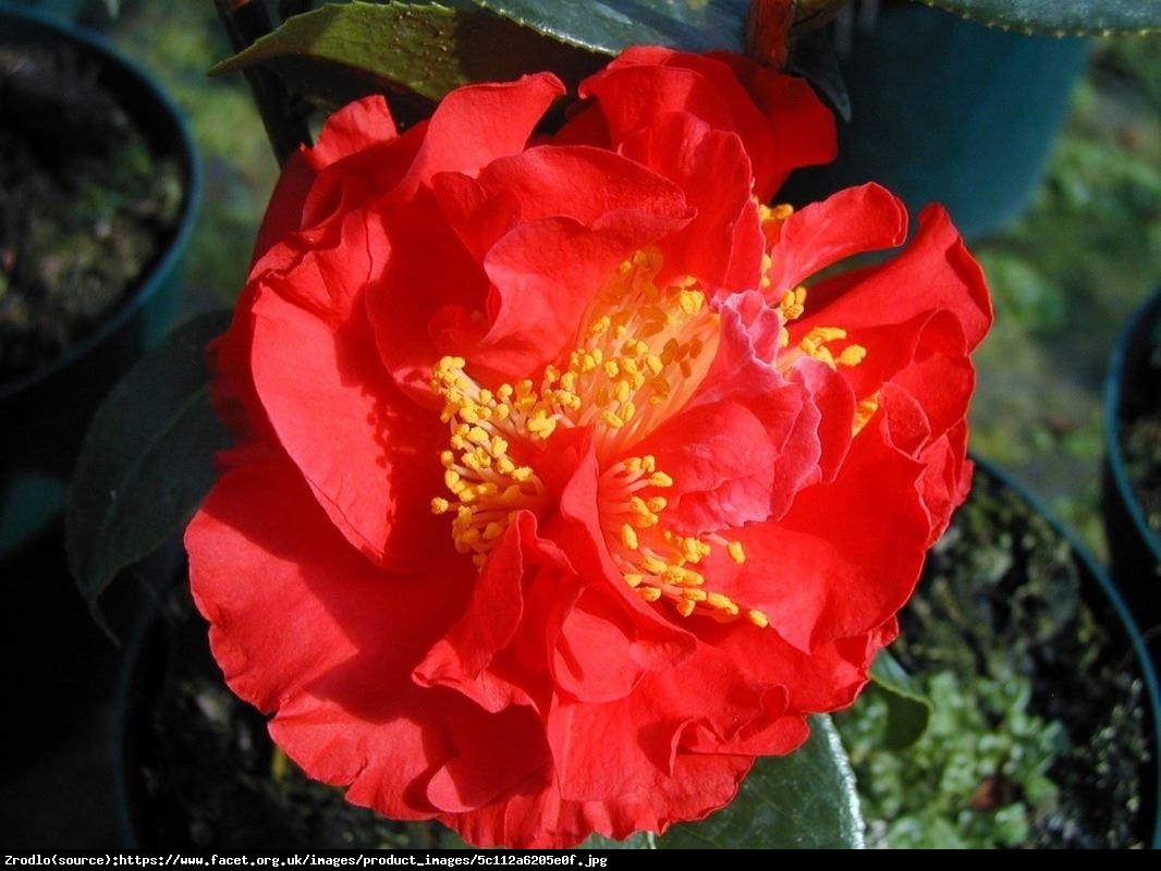 kamelia japońska  Blood of China  - Camellia japonica  Blood of China 
