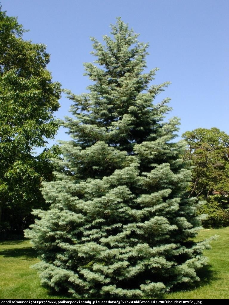 jodła kalifornijska - Abies concolor