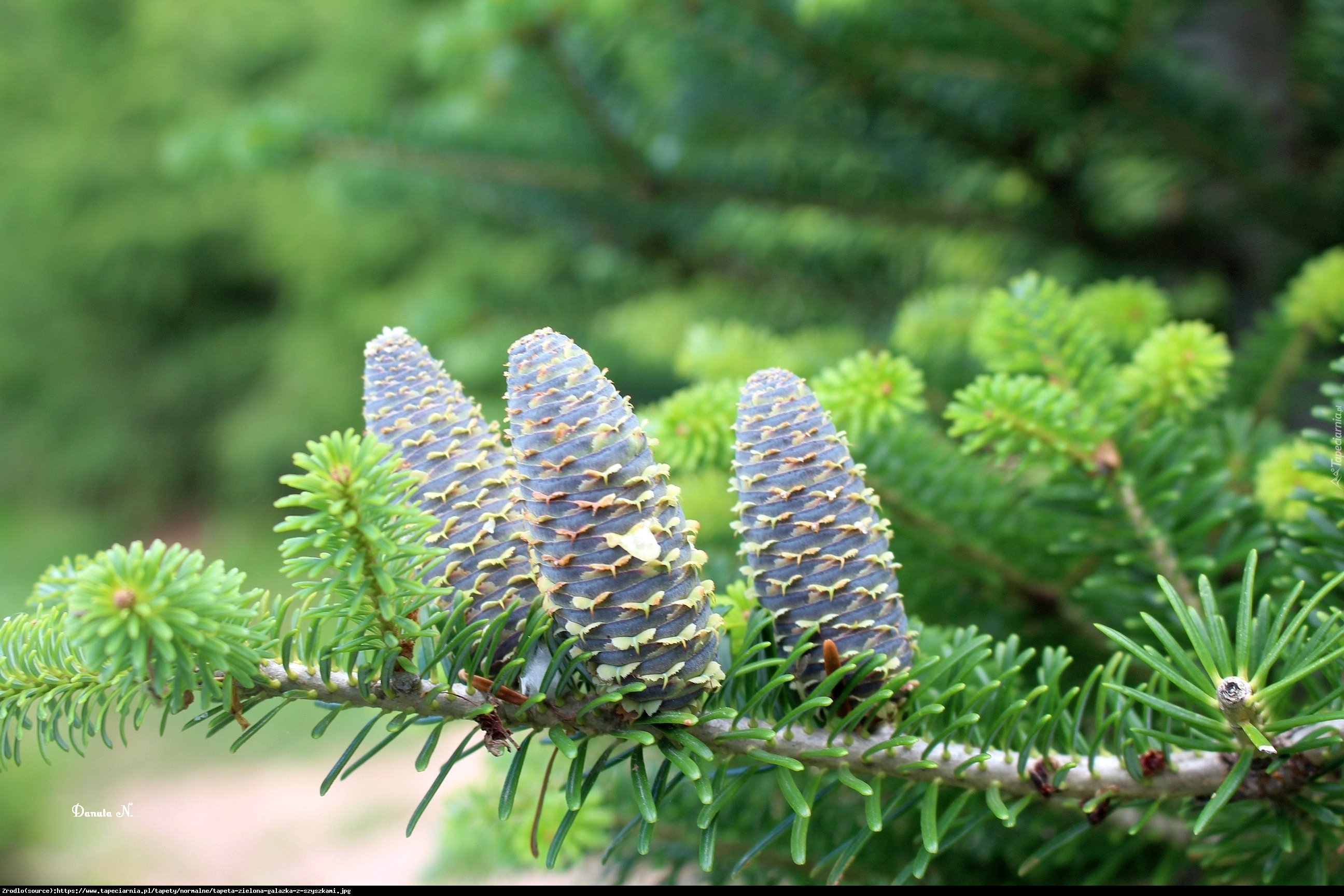 jodła kalifornijska - Abies concolor