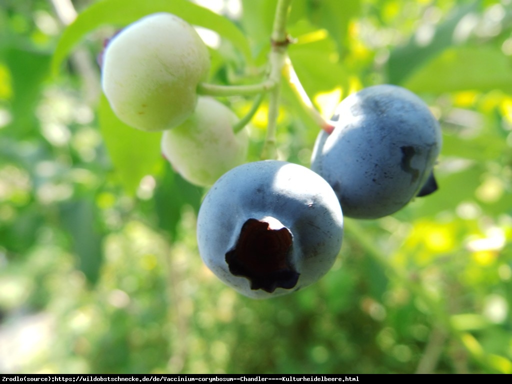 Borówka amerykańska Chandler 2 letnia - Vaccinium corymbosum