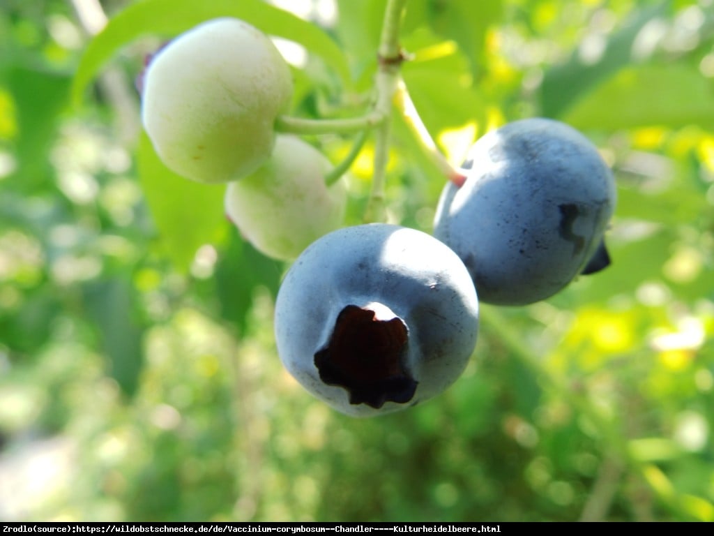 Borówka amerykańska Chandler 2 letnia - Vaccinium corymbosum