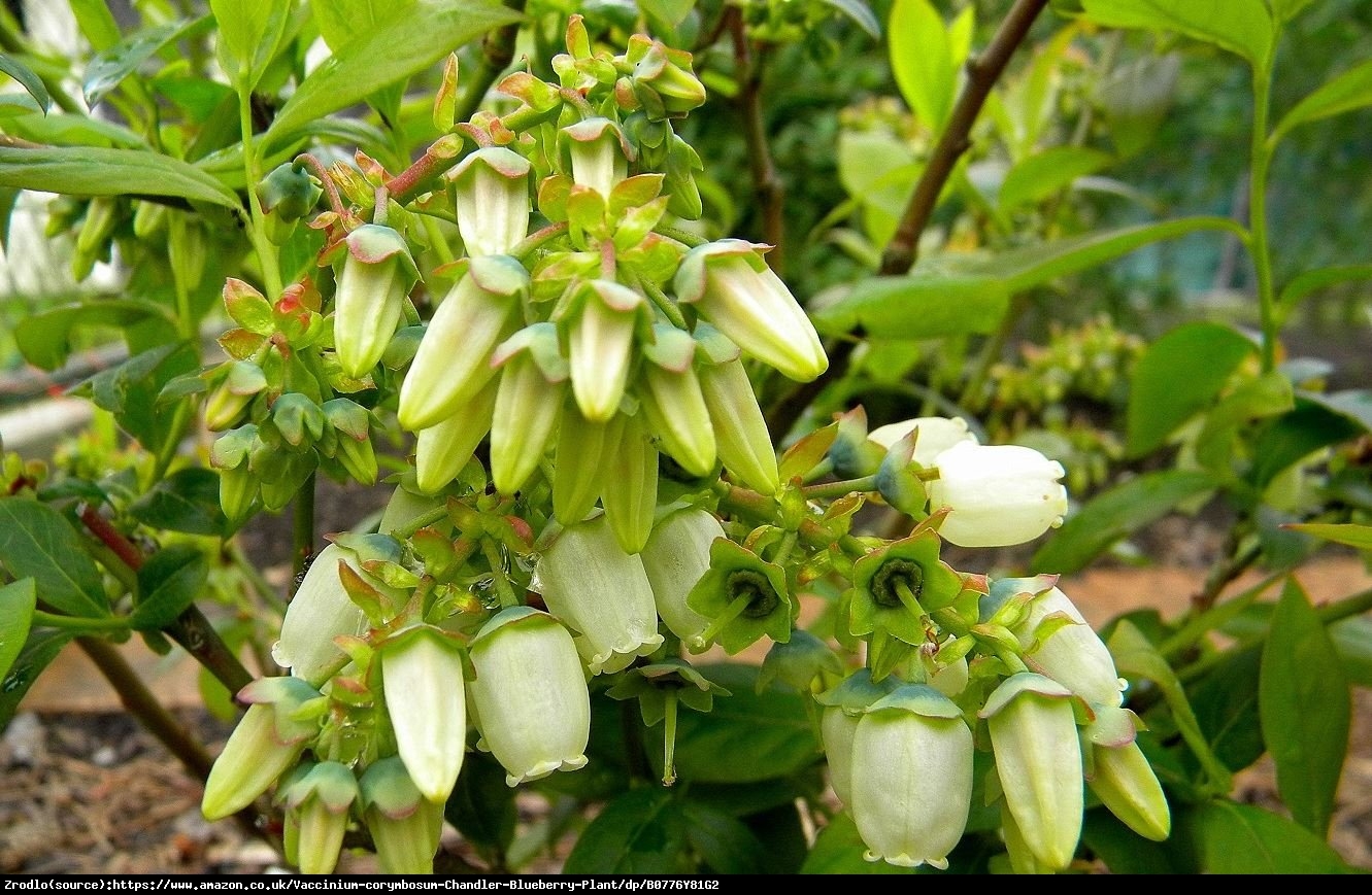 Borówka amerykańska Chandler 2 letnia - Vaccinium corymbosum