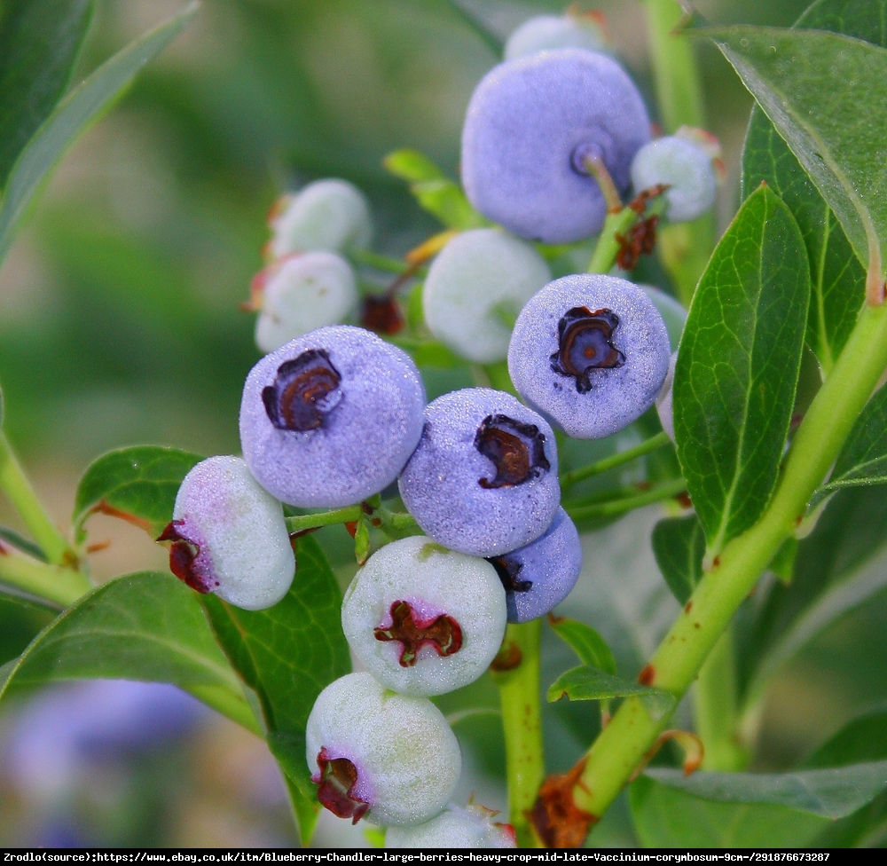 Borówka amerykańska Chandler 2 letnia - Vaccinium corymbosum