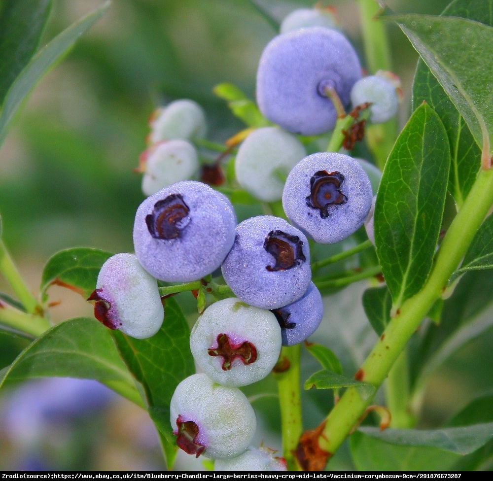 Borówka amerykańska Chandler 2 letnia - Vaccinium corymbosum