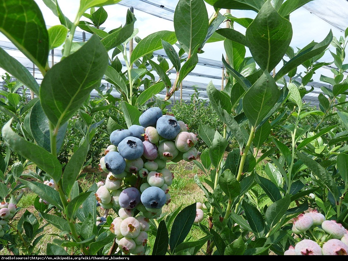 Borówka amerykańska Chandler 2 letnia - Vaccinium corymbosum