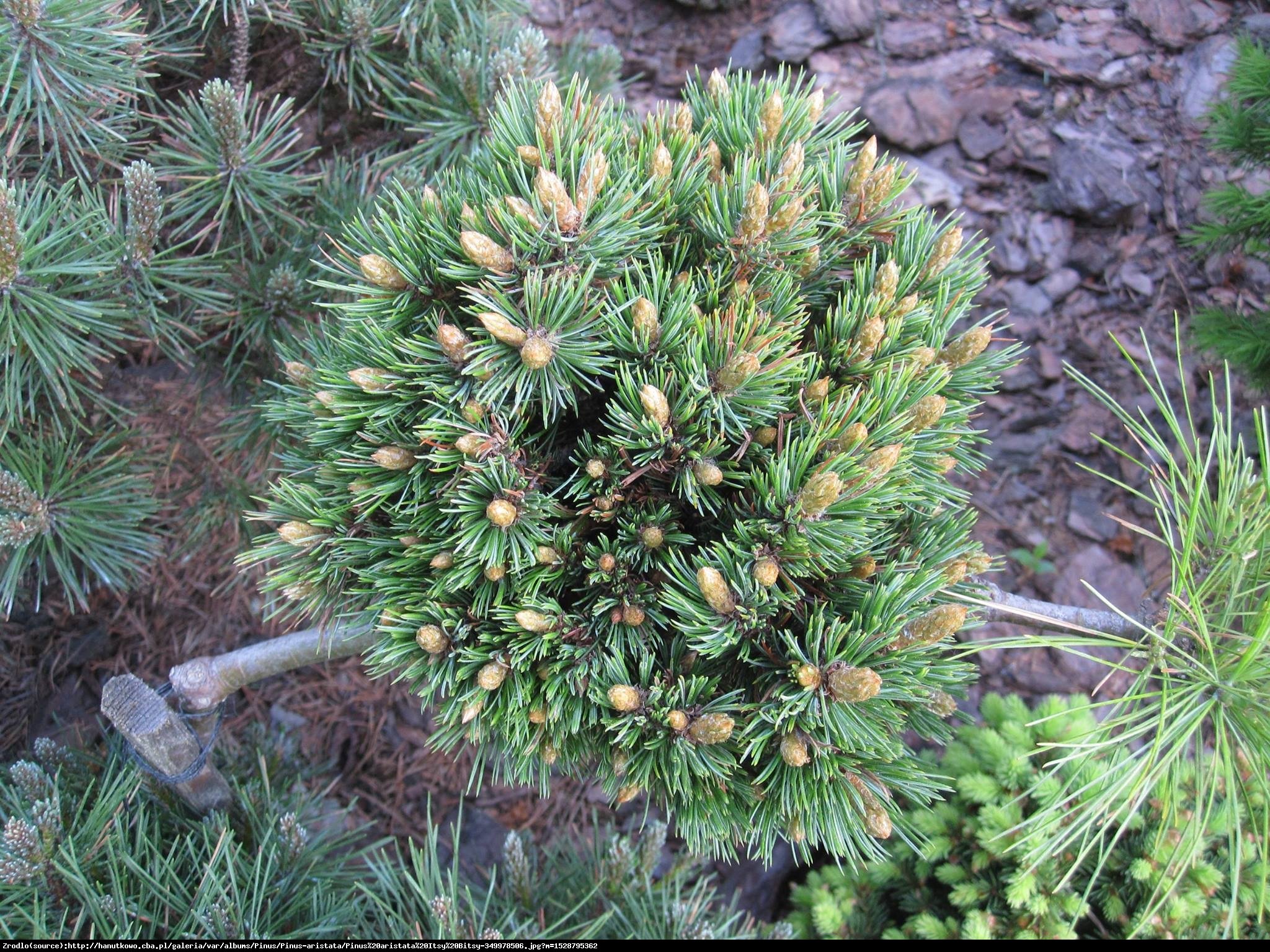 Sosna Oścista - Pinus aristata