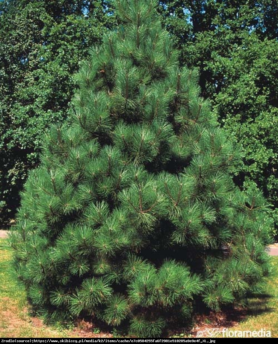 sosna żółta - Pinus ponderosa