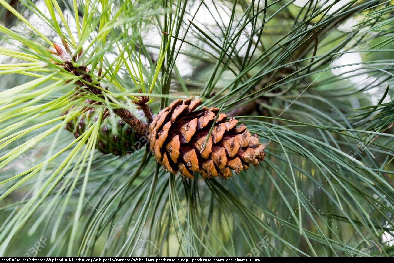 sosna żółta - Pinus ponderosa