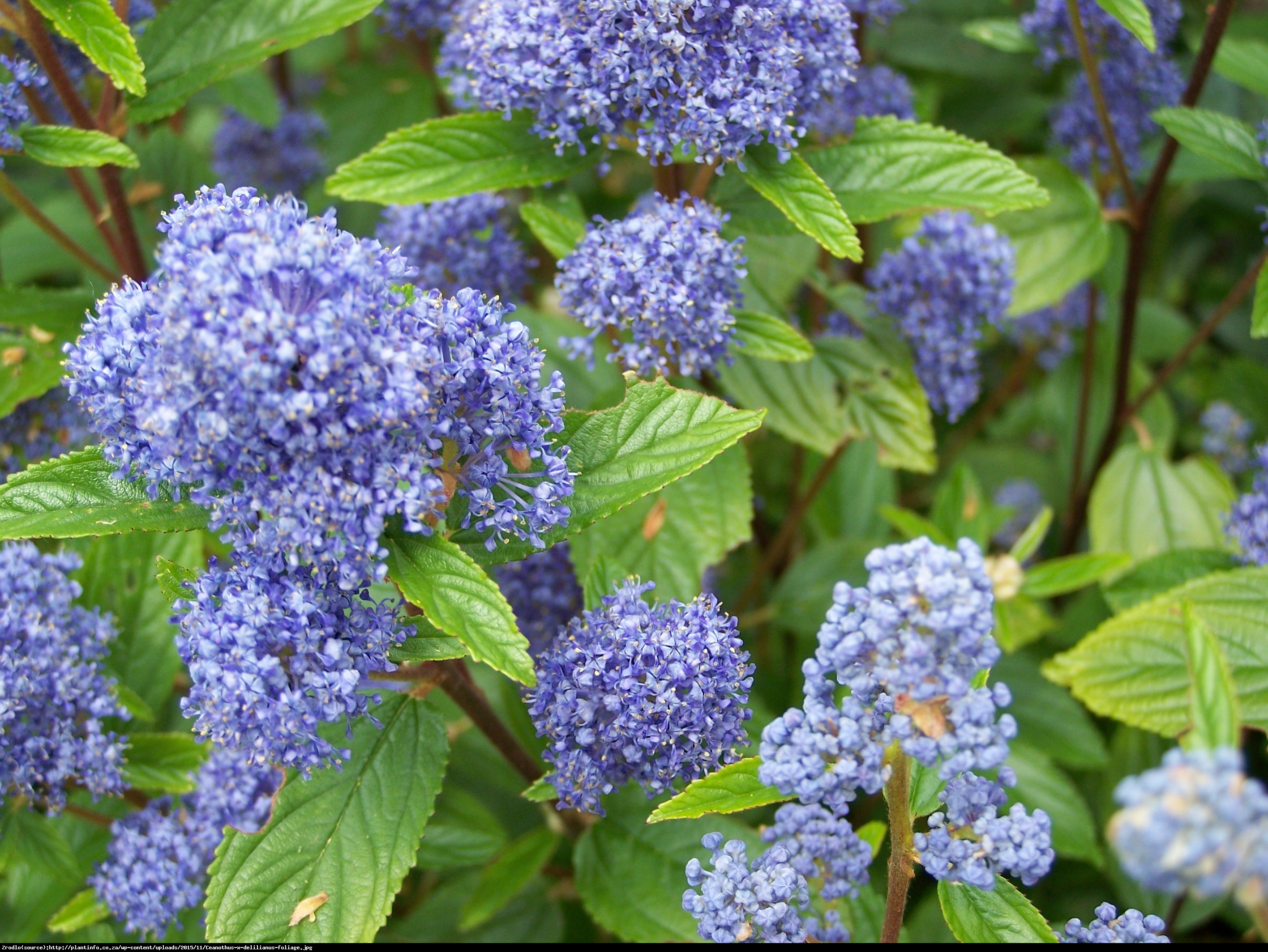 Prusznik niebieski Gloire de Versailles - Ceanothus delilianus Gloire de Versailles