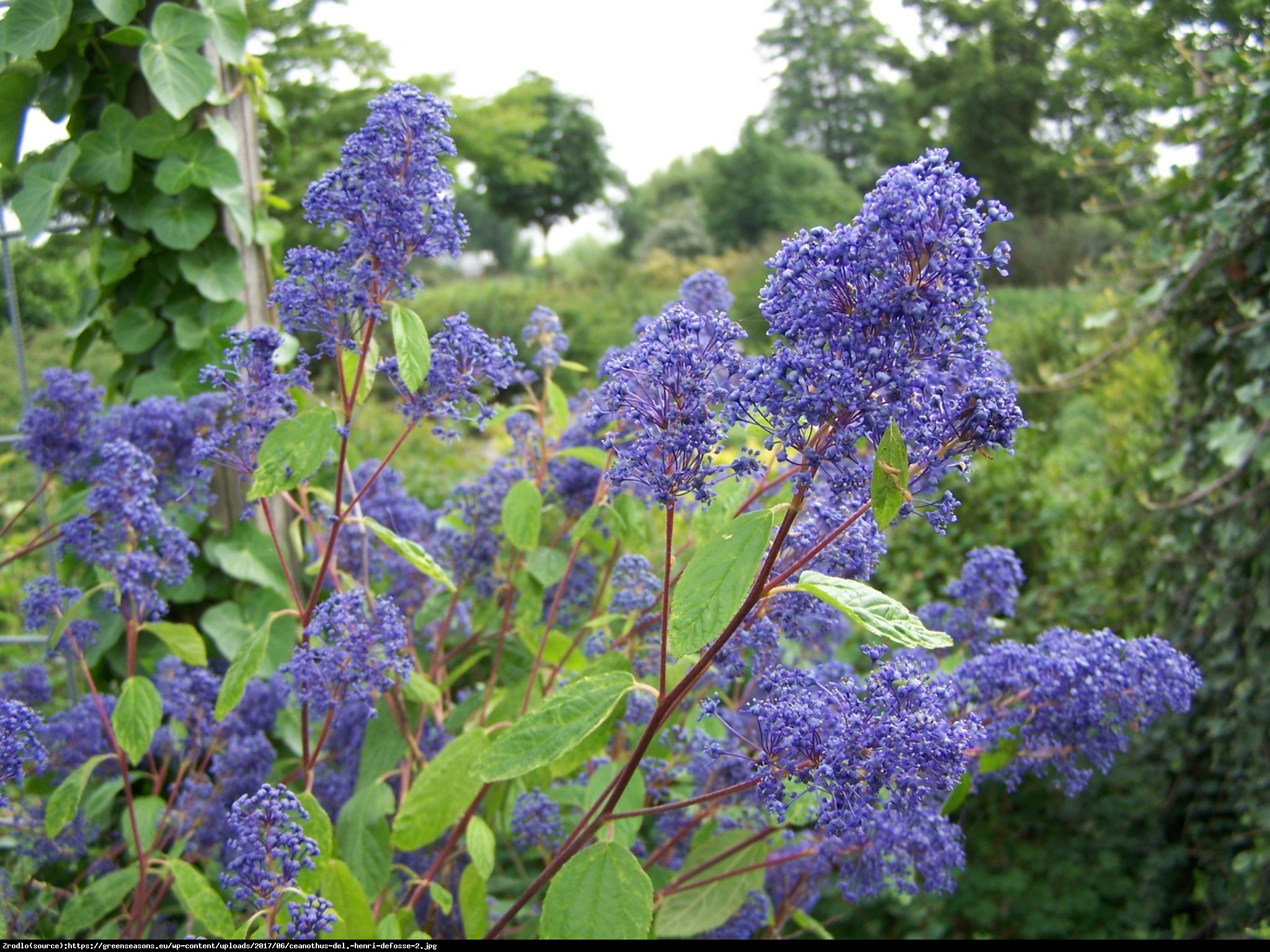 Prusznik niebieski Gloire de Versailles - Ceanothus delilianus Gloire de Versailles