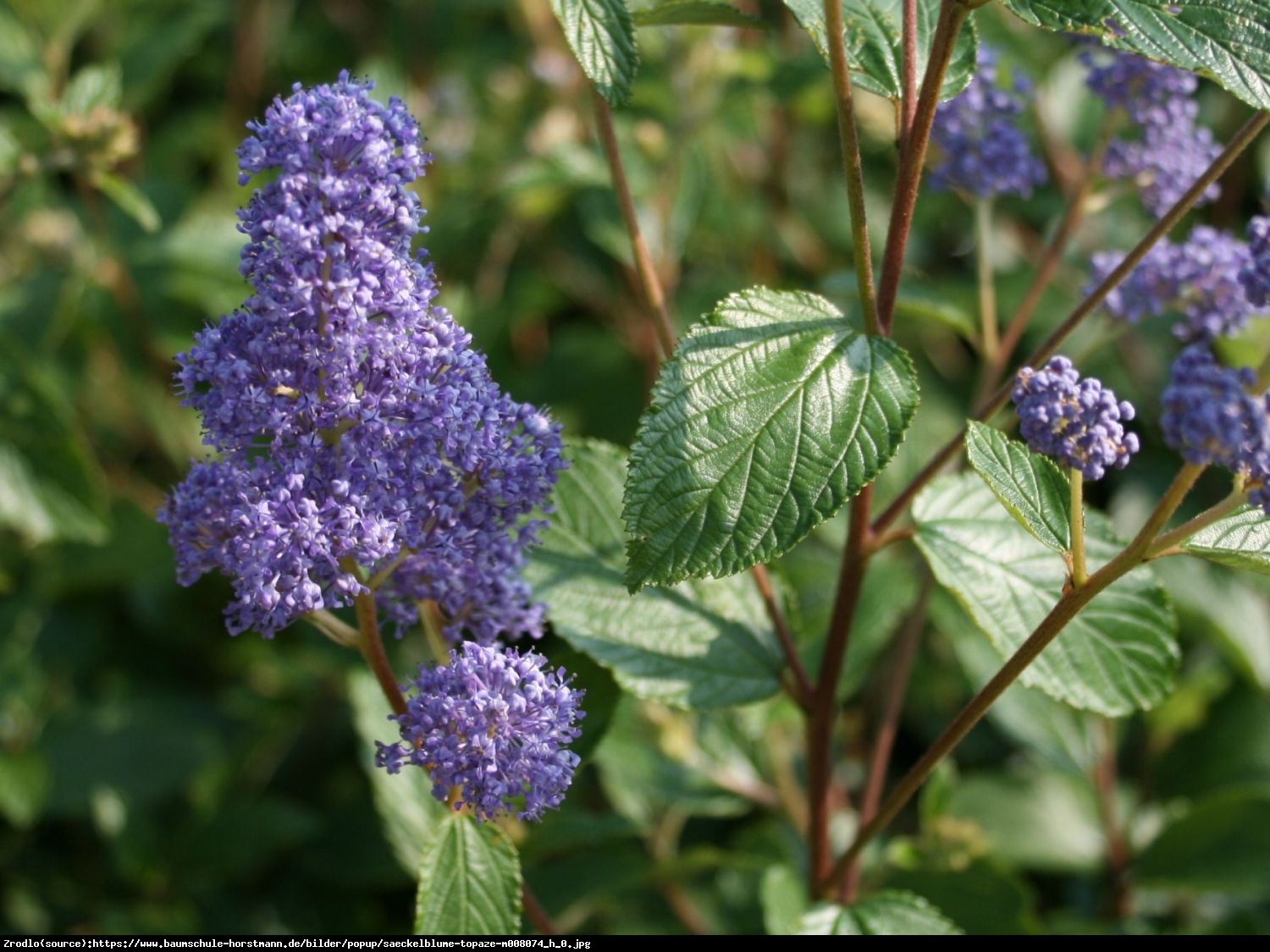 Prusznik niebieski Gloire de Versailles - Ceanothus delilianus Gloire de Versailles