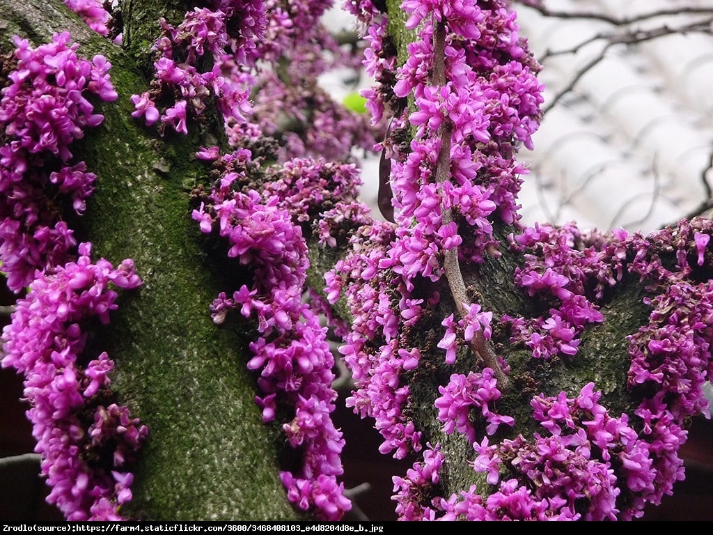 Judaszowiec chiński Avondale - KOLUMNOWY POKRÓJ - Cercis chinensis  Avondale