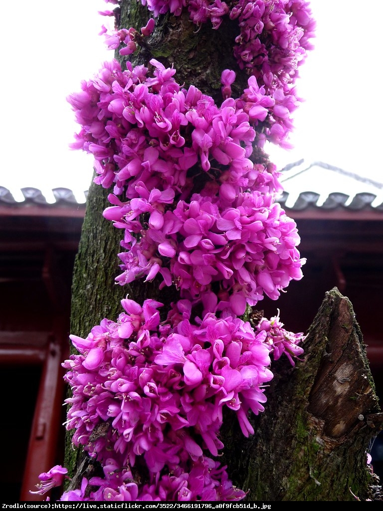 Judaszowiec chiński Avondale - KOLUMNOWY POKRÓJ - Cercis chinensis  Avondale